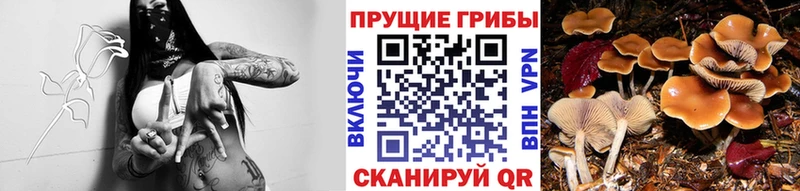 купить Муравленко Псилоцибиновые грибы Psilocybine cubensis